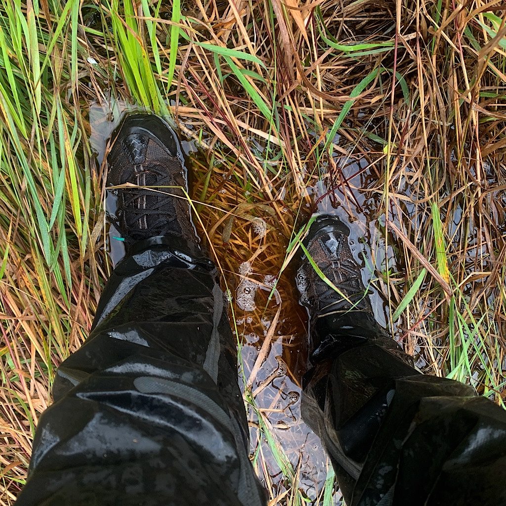 The less traveled Island Mine Trail gave me flashbacks to the Te Araroa.