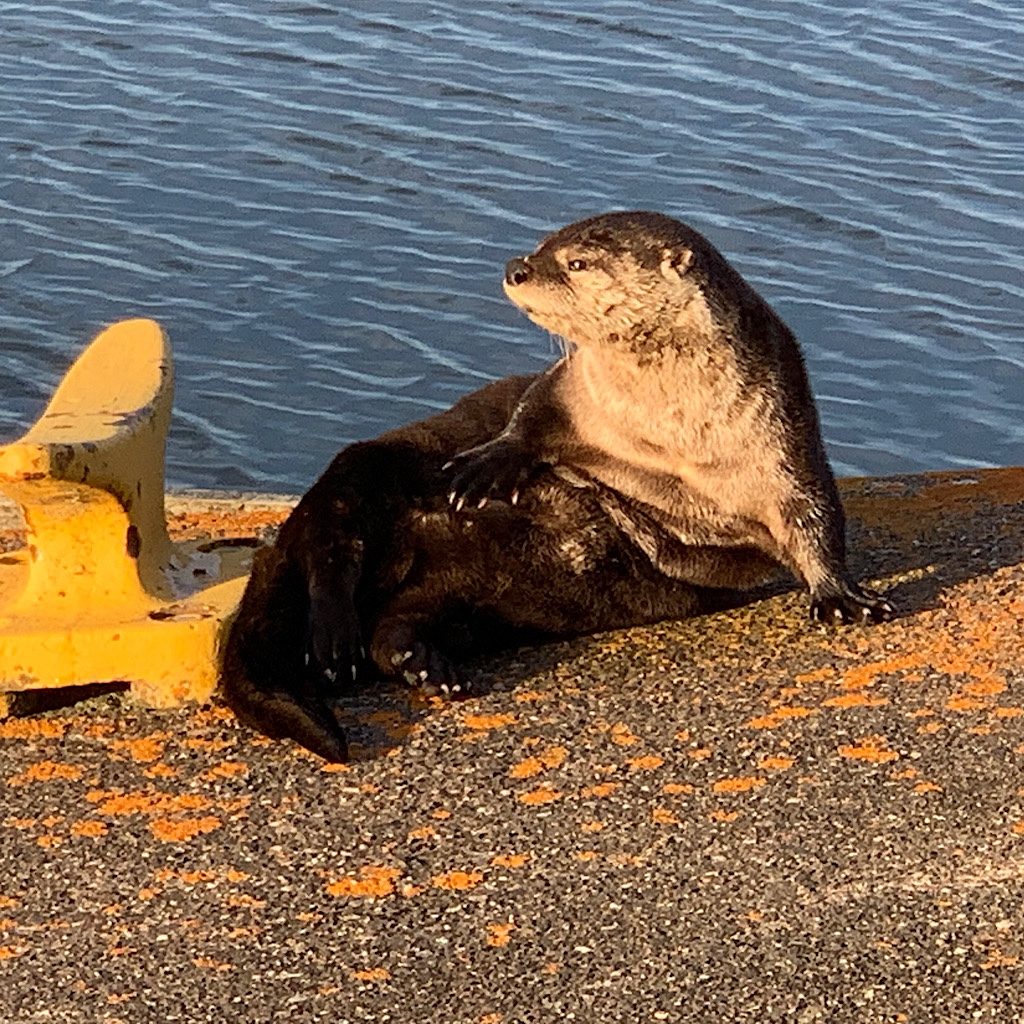 Mr. Otter cleaned himself of leeches, perhaps, on the dock and was soon joined by his pal who also had grooming chores.